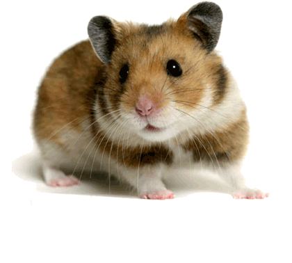 Chomik ruszający pyszczkiem