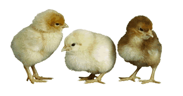 Trzy gadające kurczaki - Gify i obrazki na GifyAgusi.pl